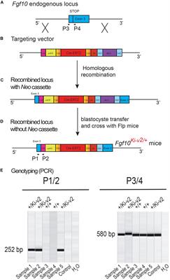 Validation of a Novel Fgf10Cre–ERT2 Knock-in Mouse Line Targeting FGF10Pos Cells Postnatally